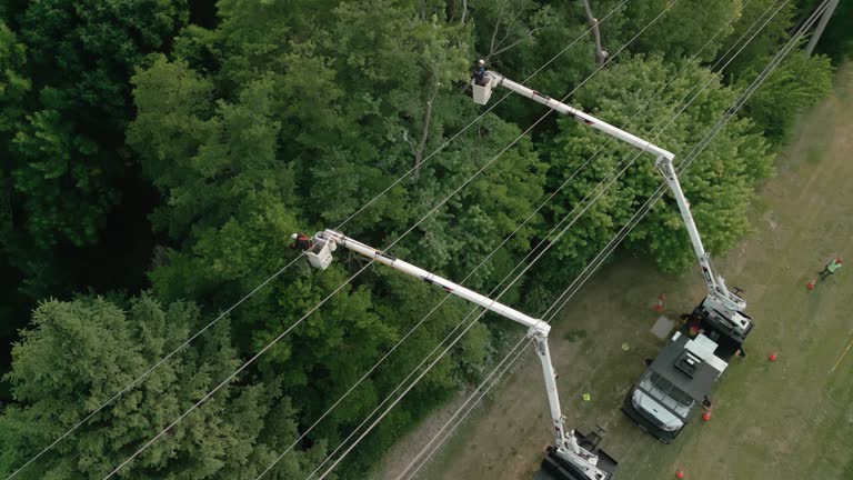 Best Storm Damage Tree Cleanup  in Westmont, PA